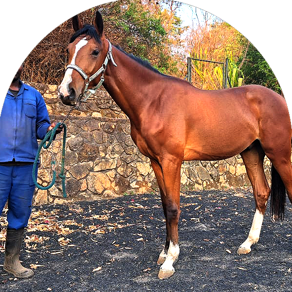 KP Youngstock 2 3 Year olds