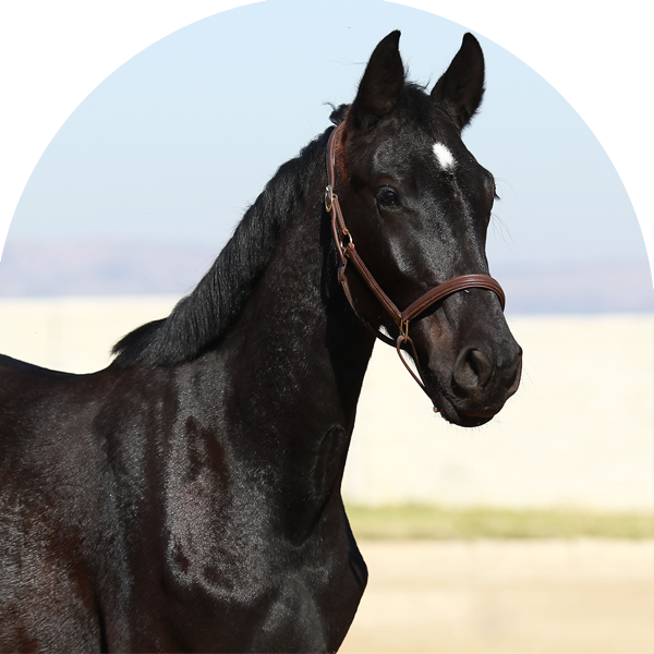 KP Betelgeuse Z