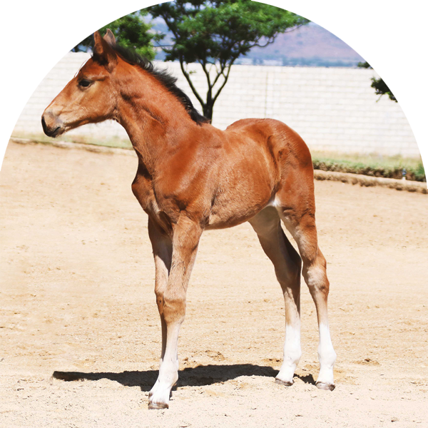 KP Emeline Z